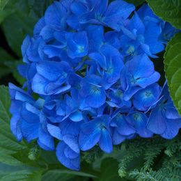 Hydrangea macro Adria